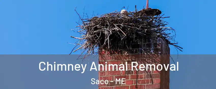 Chimney Animal Removal Saco - ME