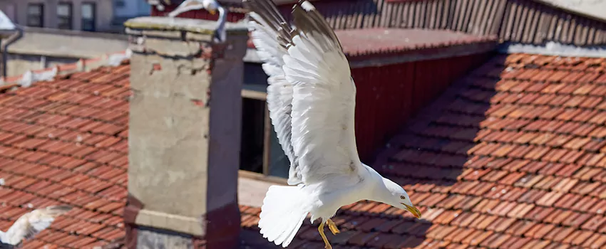 Residential Chimney Animal Removal Solution in Saco, ME